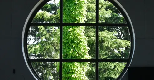 Round window view of lush trees and climbing ivy sunlight.